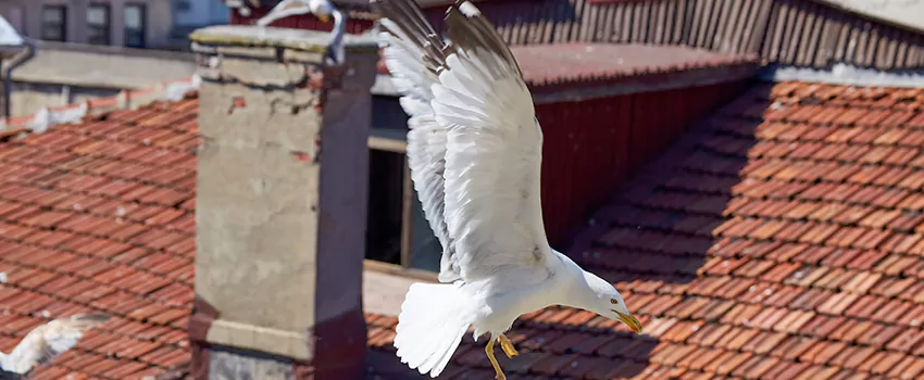 Residential Chimney Animal Removal Solution in Plainview, TX