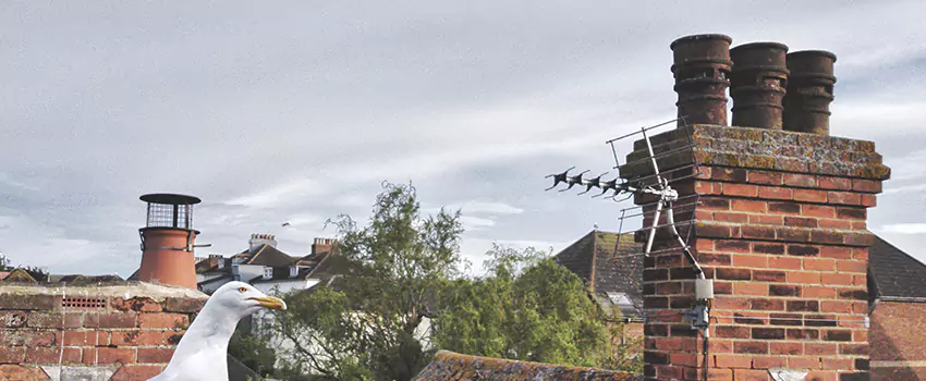 Chimney Cleaning And Restoration in Plainview, Texas